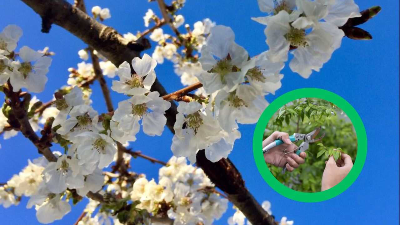 Potatura ciliegio come farla costo