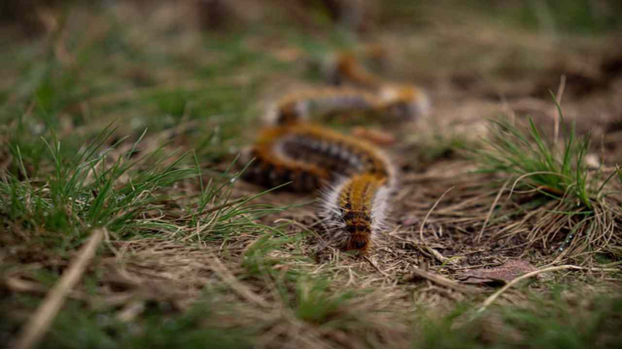 Insetti di maggio la Processionaria