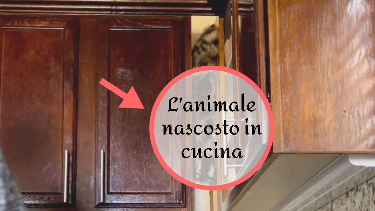 nascosto pensili cucina