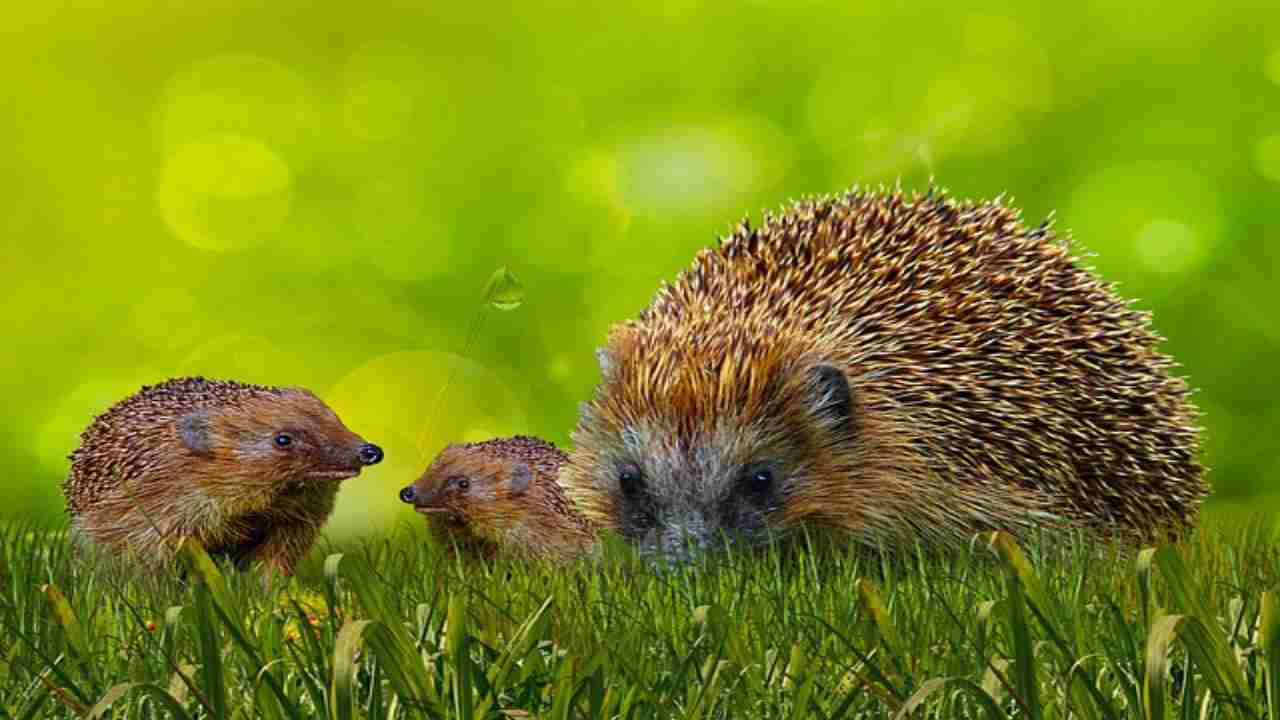 Come comportarsi con un riccio in giardino