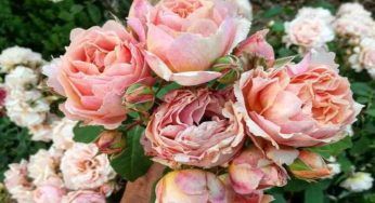 Le rose più belle, queste varietà ti lasceranno a bocca aperta