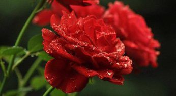 Riprodurre la rosa per talea, il nostro segreto per farla radicare prima