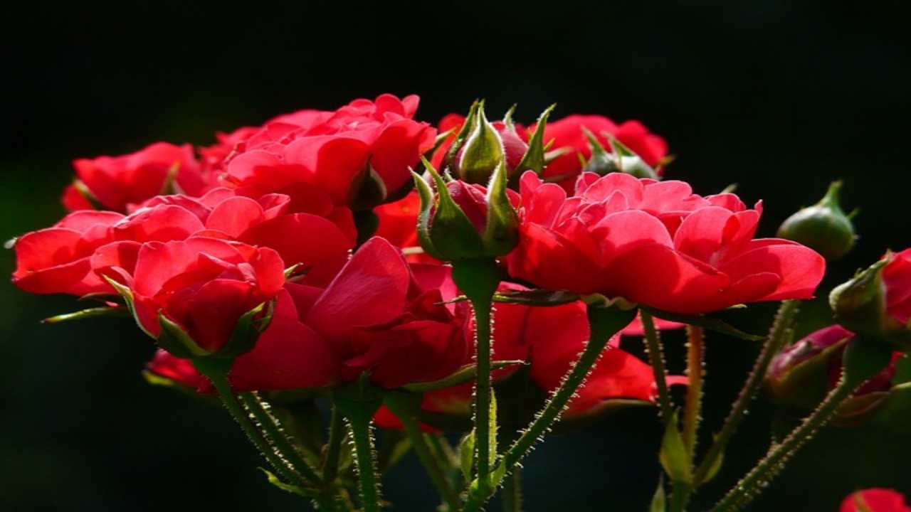 Rose piene di insetti rimedio casalingo