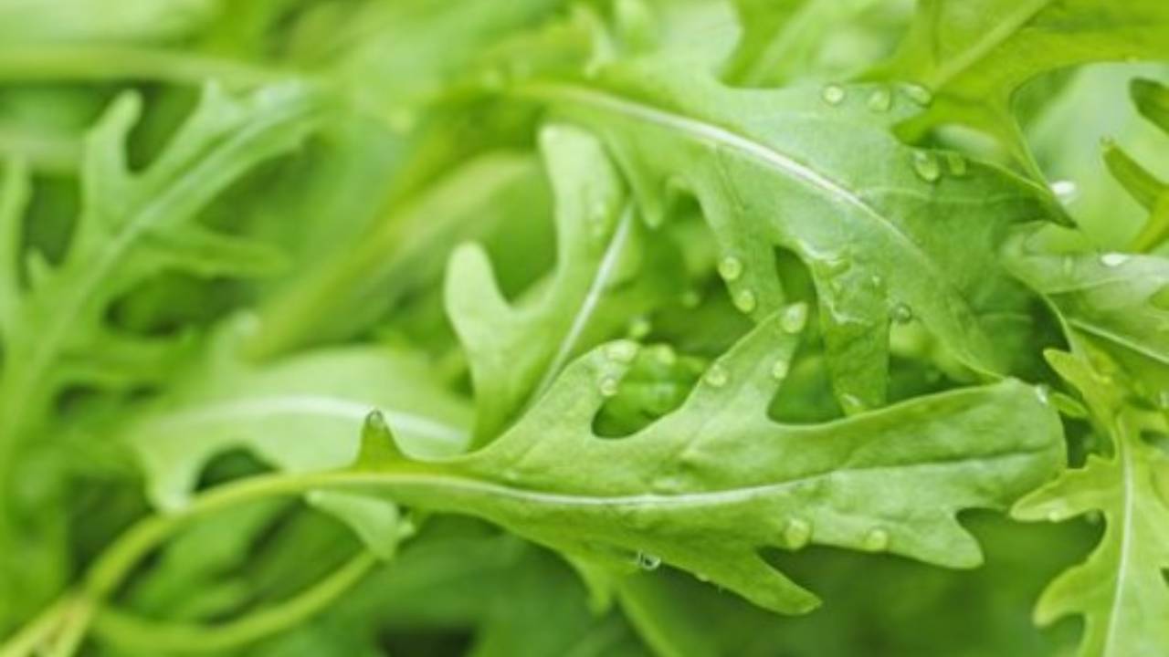 rucola selvatica informazioni