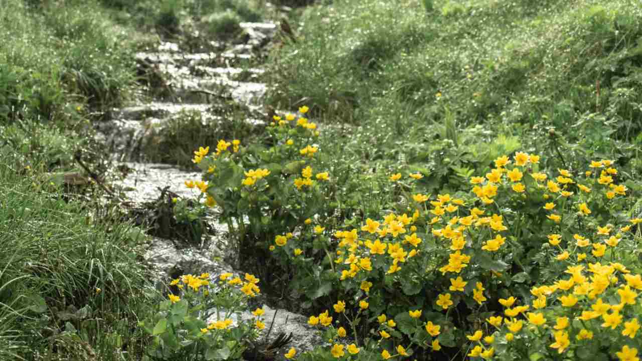 Scarico d'acqua nelle proprietà agricole: i dettagli