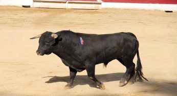Uccisione dei tori, due animalisti aggrediti: la pratica di moda in Spagna