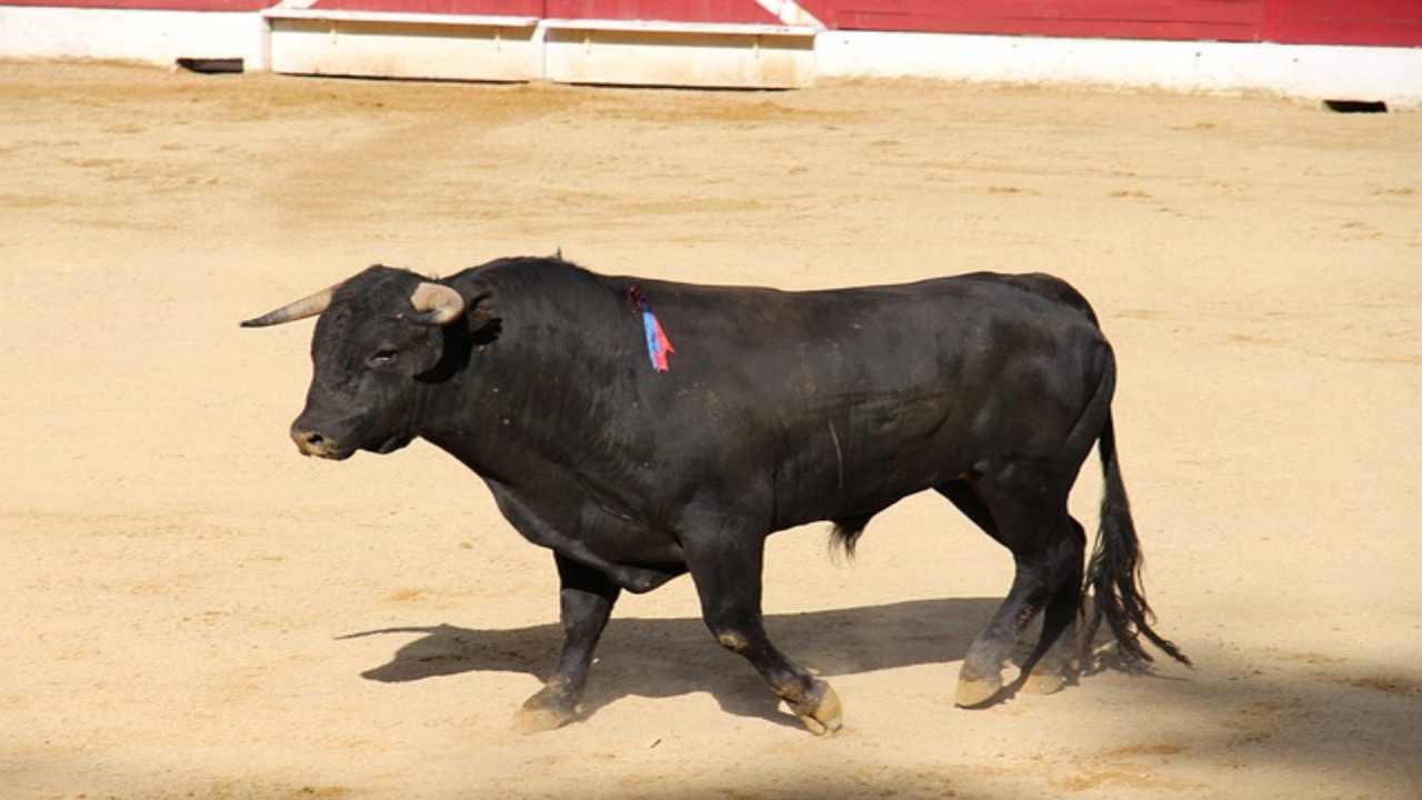 Uccisione dei tori, due animalisti aggrediti