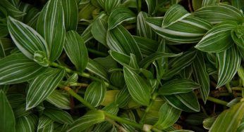 Tradescantia nanouk