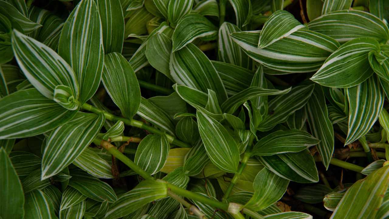 Tradescantia nanouk notizie utili coltivazione