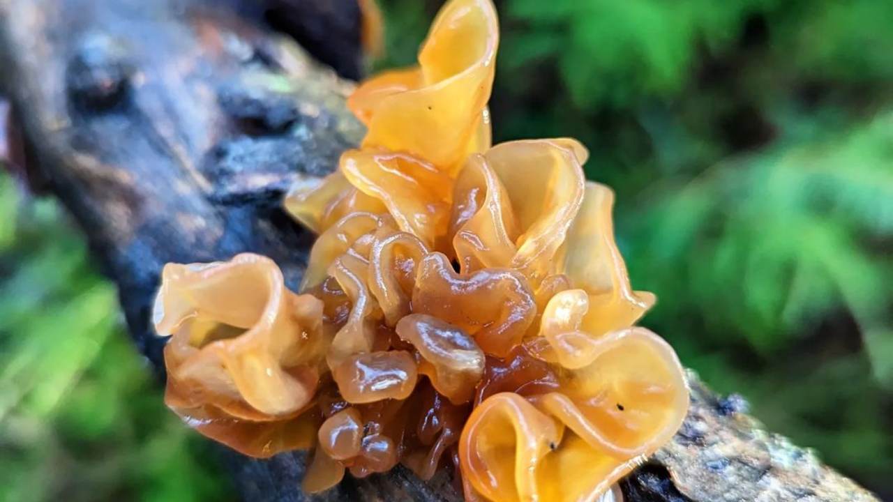 Tremella foliacea cosa sapere alberi