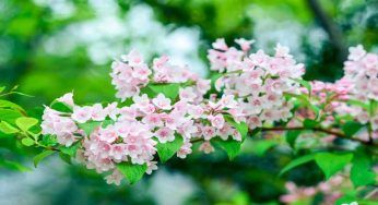 Veigelia, impariamo a conoscerla per coltivarla al meglio