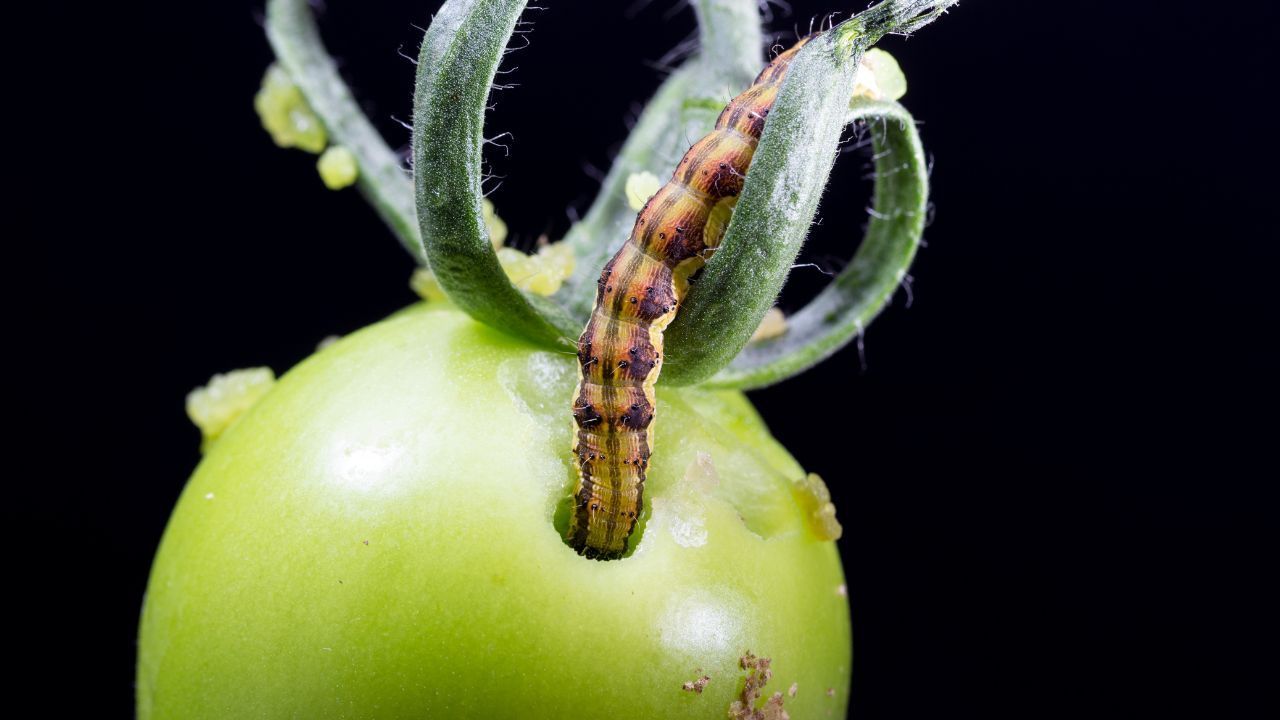 tuta absoluta pomodoro