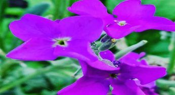 Piante di maggio, queste non possono proprio mancare nel tuo giardino