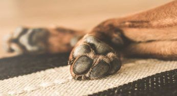 Pulire le zampe del cane dopo la passeggiata, consigli pratici per farlo correttamente