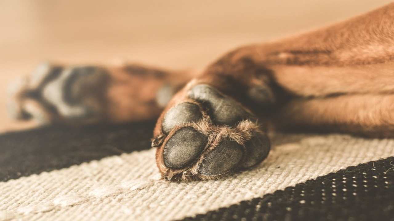 Come pulire le zampe del cane dopo la passeggiata