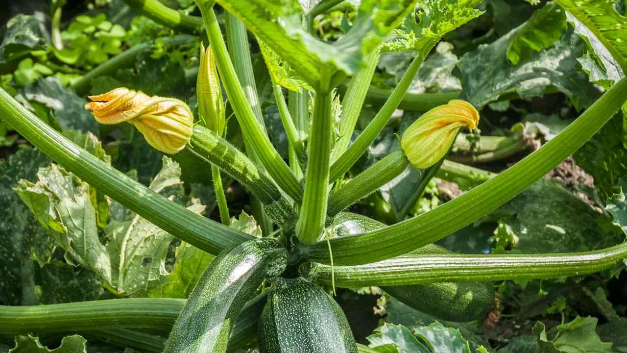 zucchine sempre fresche