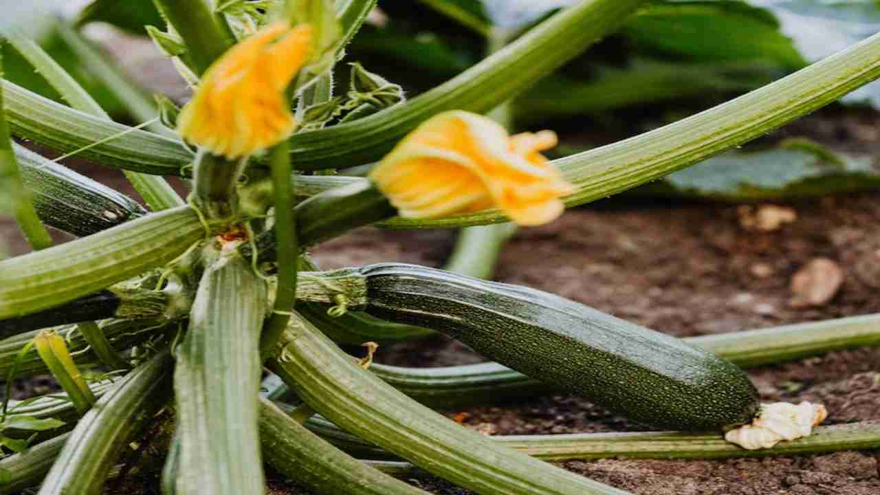 Zucchine, quando piantarle nell'orto