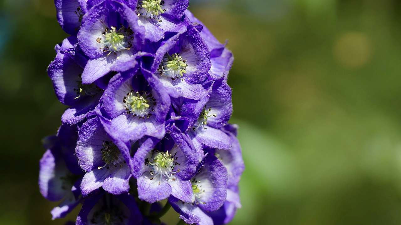 aconito fiore tossico