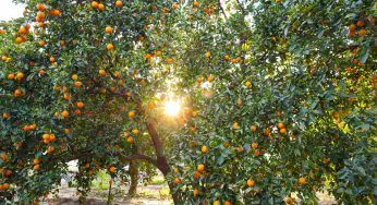 Non farlo mai con quest’albero di agrumi, è fondamentale!