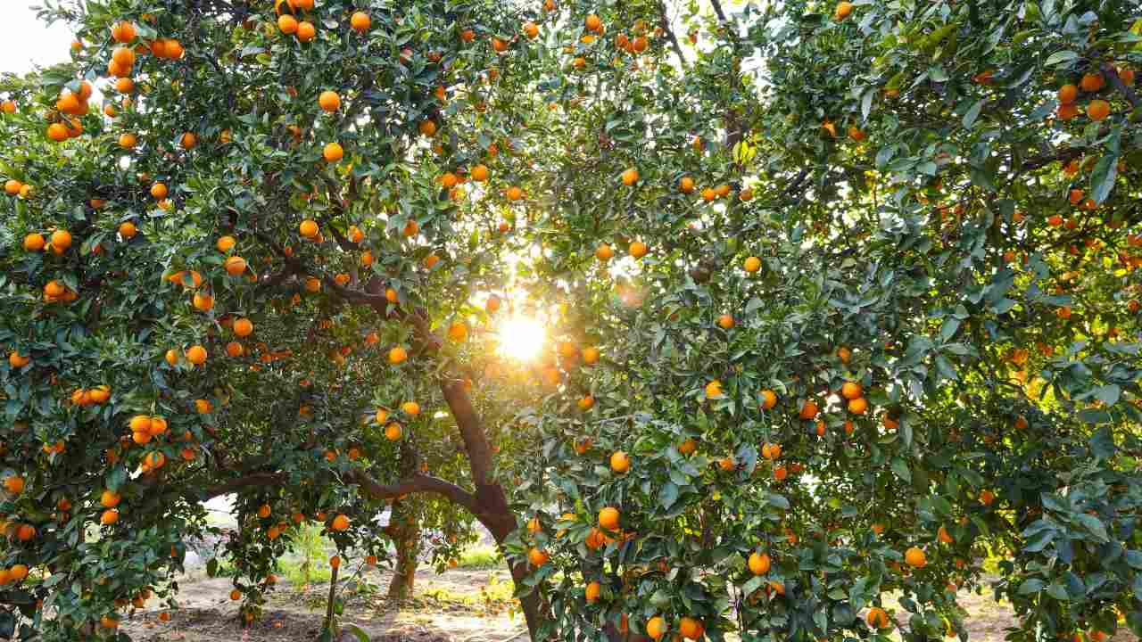 agrumi alberi rischi