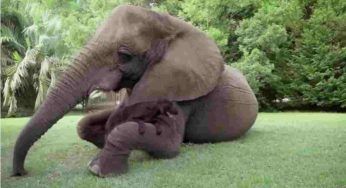 Amicizie tra animali, le più insolite che hanno destato stupore