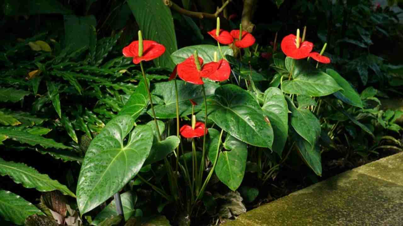 Anthurium sempre fiorito