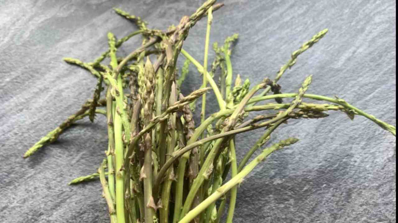 Asparagi selvatici