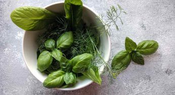 Basilico, come raccoglierlo senza rovinare la pianta