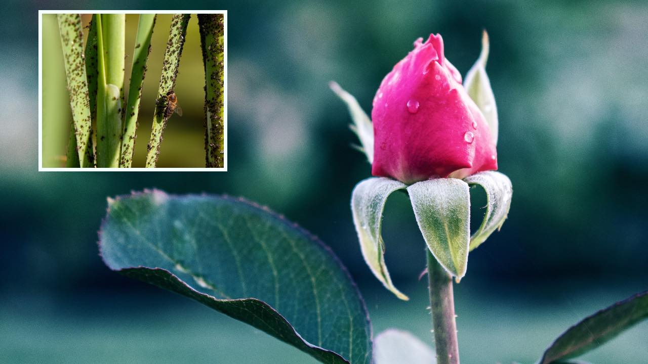 bocciolo di rosa infestato