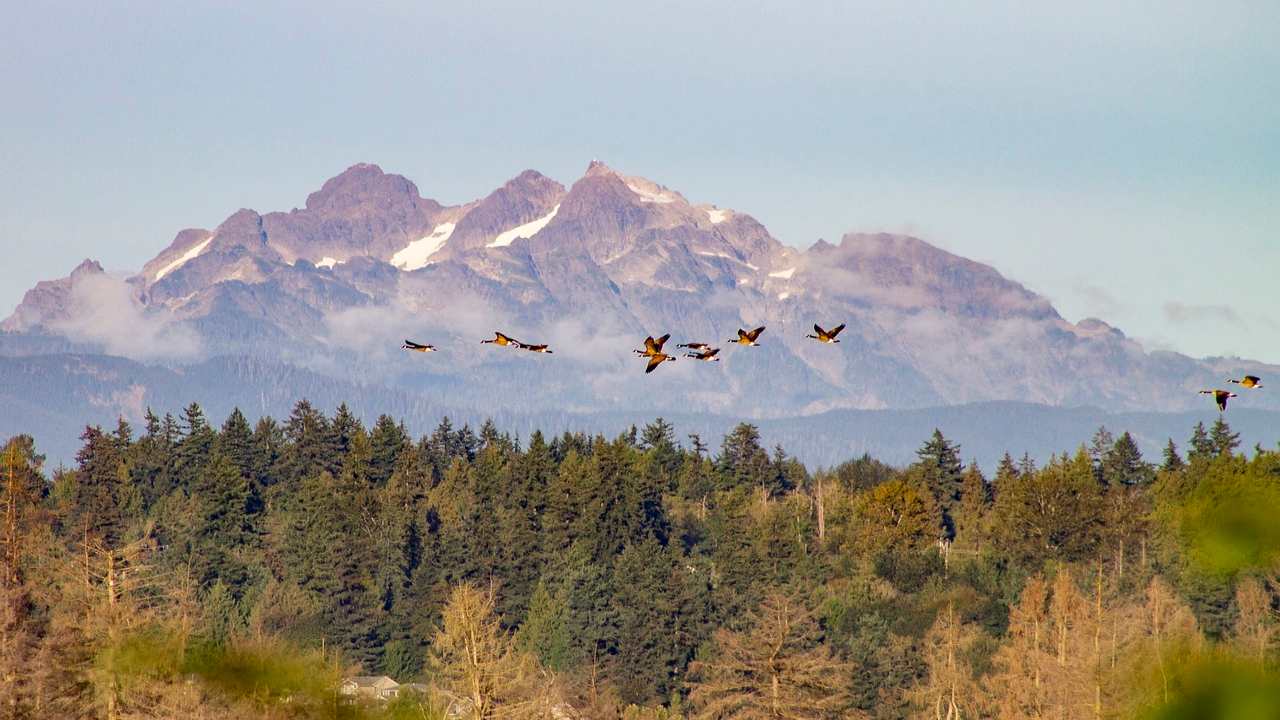 la fauna selvatica e l'importanza per la nostra Terra