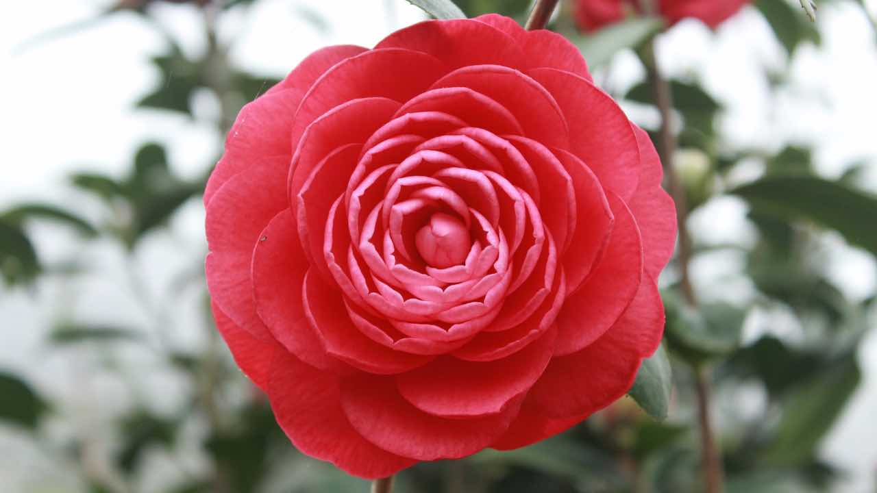 camelia fiori pieni come