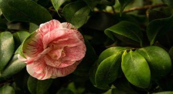 Sempreverdi da terrazzo, le più belle che devi assolutamente avere