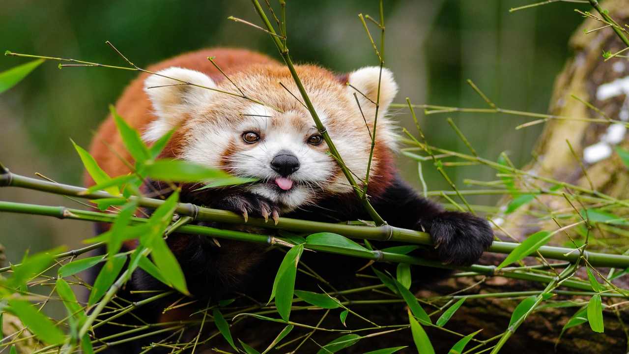 il panda rosso: le caratteristiche dell'animale più tenero del mondo