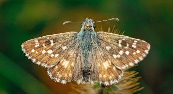 Falene impollinatrici, perchè sono importanti nell’ecosistema