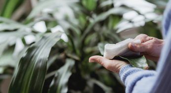 Lucidare le foglie delle piante, perchè e come farlo correttamente