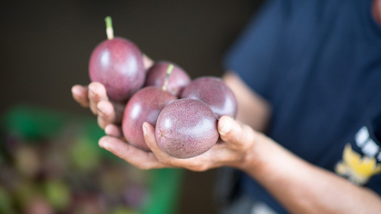 frutta raccolta alberi pubblici