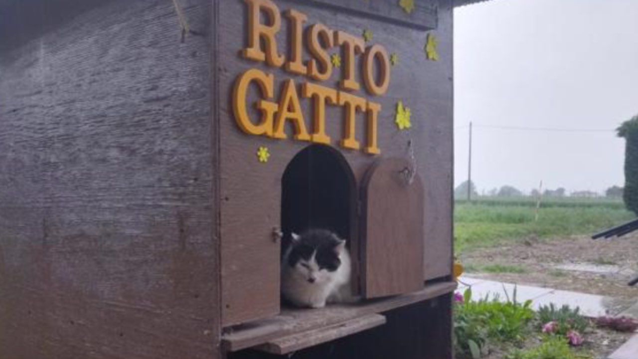 gattini pericolo piogge