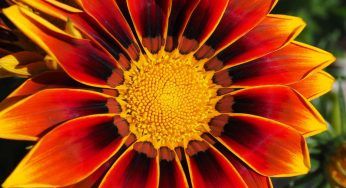 Gazania