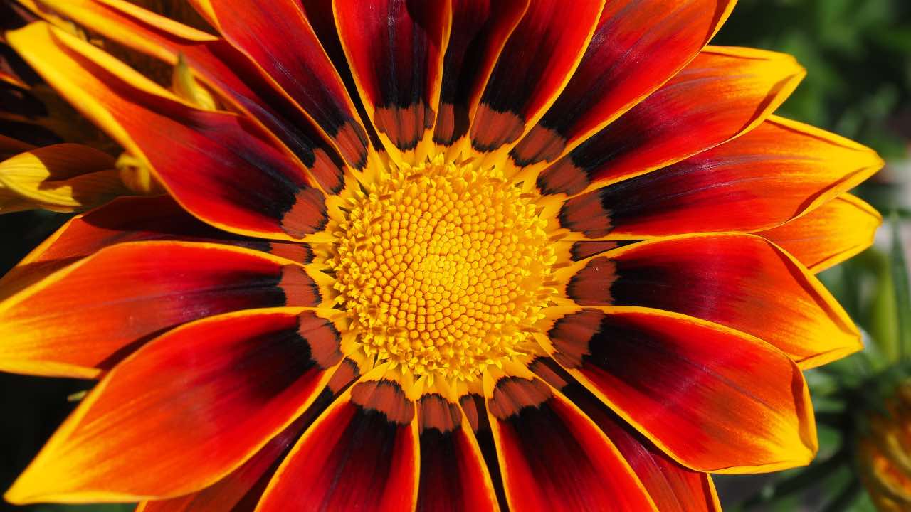 gazania floricoltura