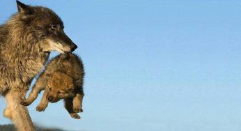 IN BOCCA AL LUPO, cosa vuol dire e come si risponde (Crepi o Grazie)
