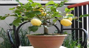 Pianta di limone con foglie arricciate, cosa significa e come agire