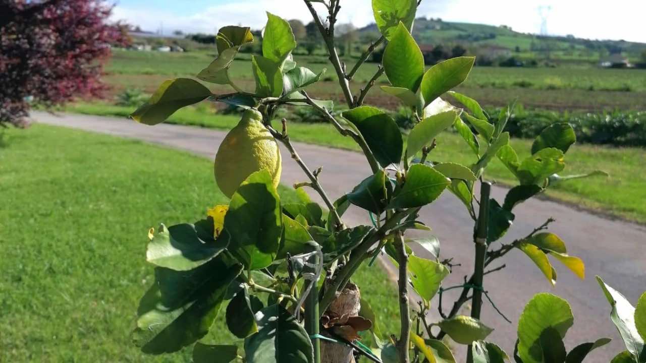 benefici pianta limone