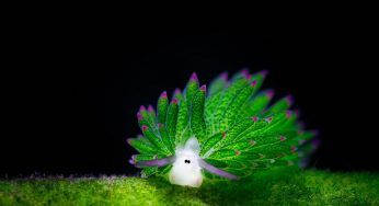 Costasiella kuroshimae, la lumaca di mare dalle caratteristiche particolari