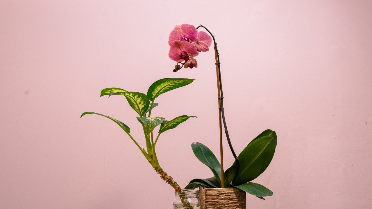 orchidee coltivazione