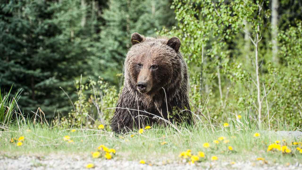 orso bruno cane