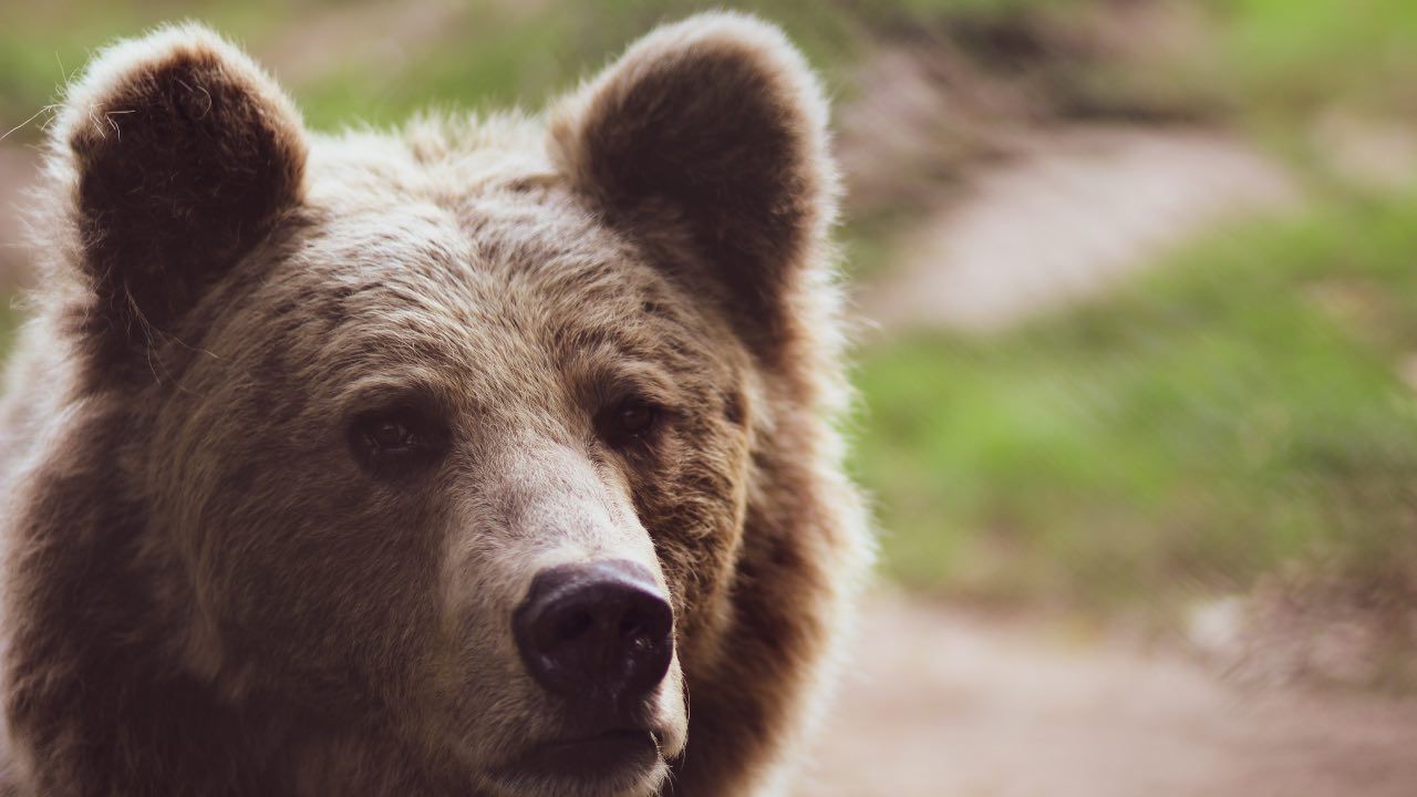 orso entra abitazione