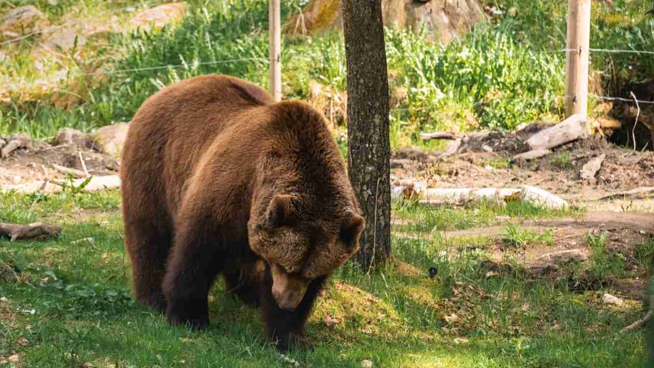 orso bruno incontra uomo