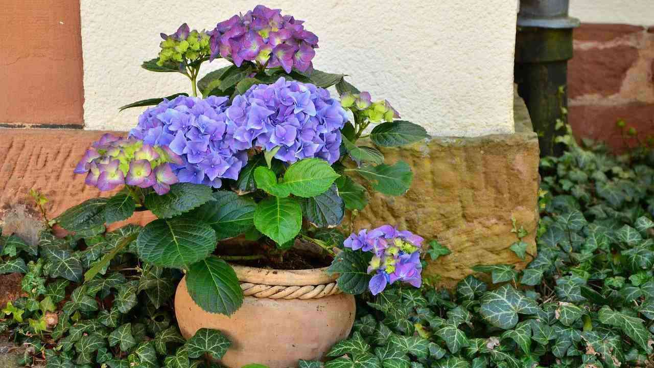 ortensie in vaso