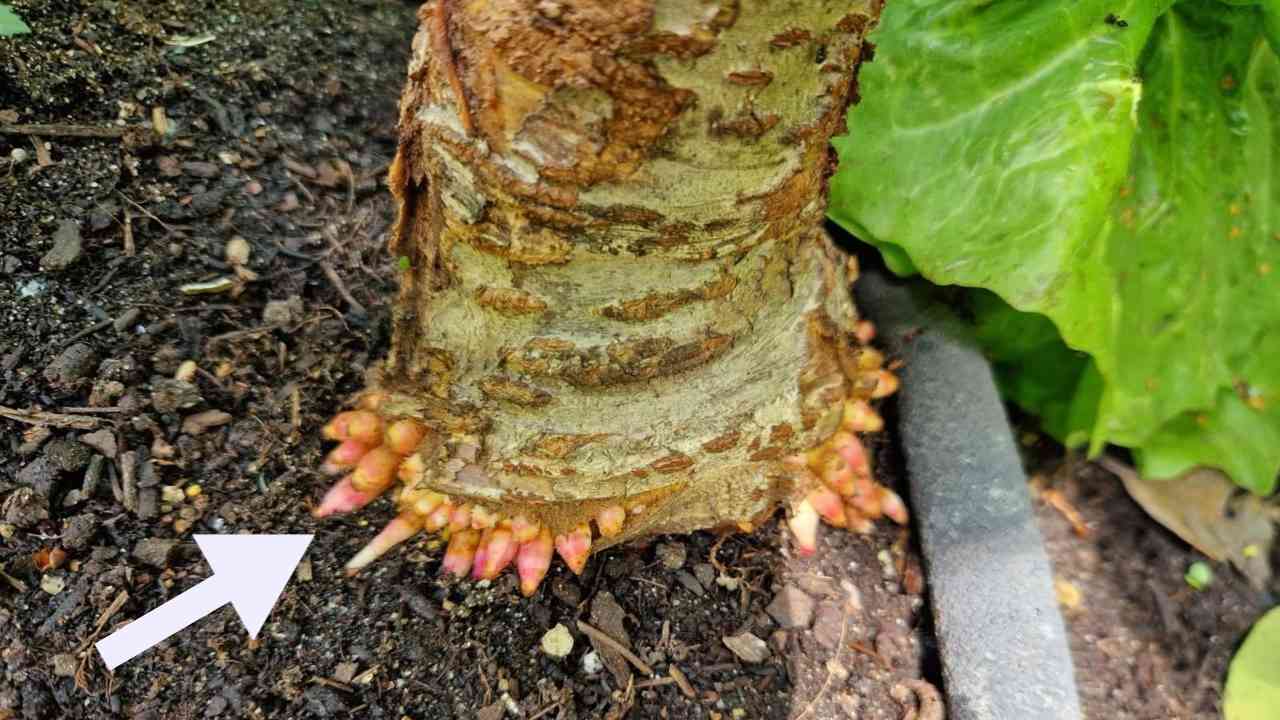 albero da frutto problemi