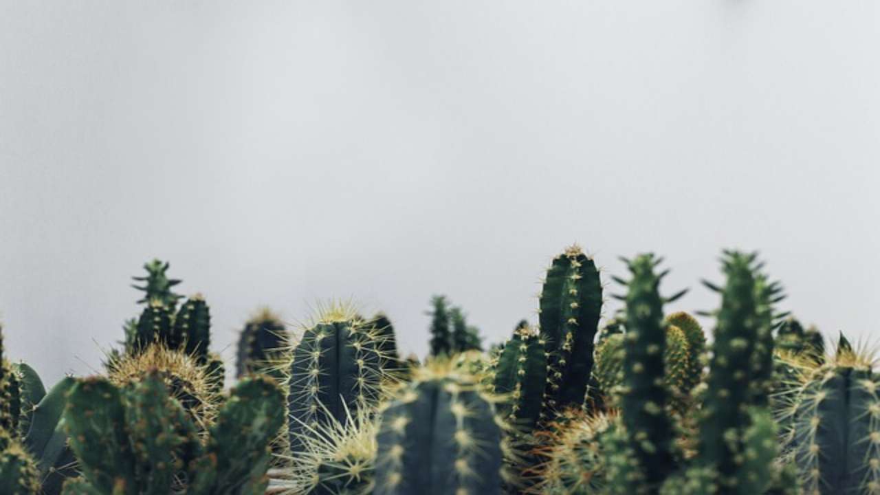 Cactus danneggiato, la tecnica degli esperti per risanarlo